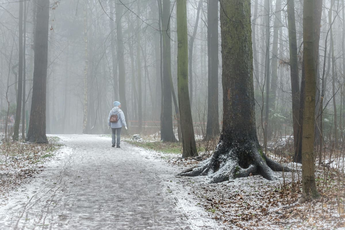 Wandelcoaching in mistig bos bij ochtendlicht